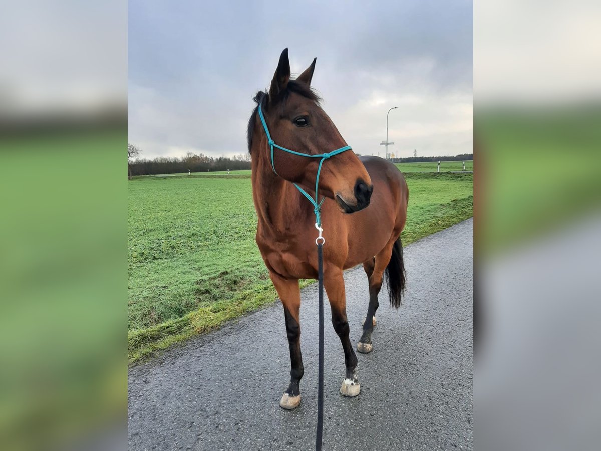 Meer volbloeden Merrie 17 Jaar 158 cm Donkerbruin in Aerzen