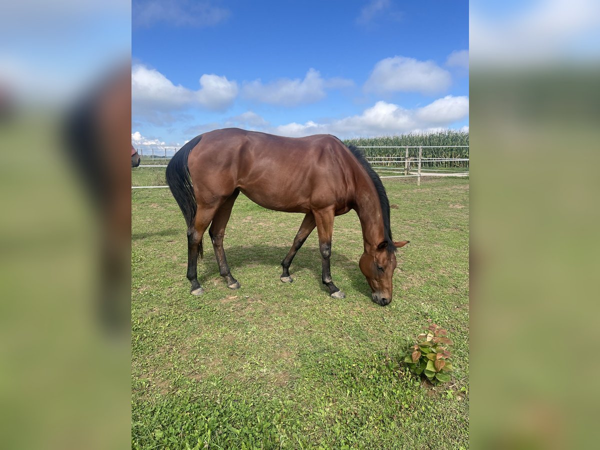 Meer volbloeden Merrie 7 Jaar 167 cm Donkerbruin in Deining