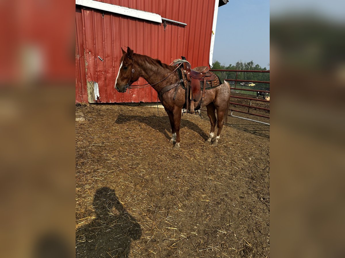 Meer volbloeden Ruin 5 Jaar 142 cm Roan-Red in Saint John, ND