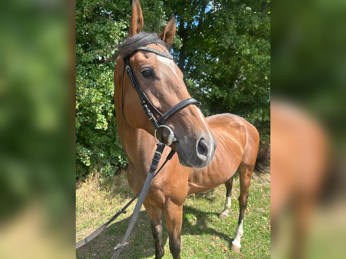 Meer volbloeden Ruin 6 Jaar 165 cm Bruin in Bad Laer