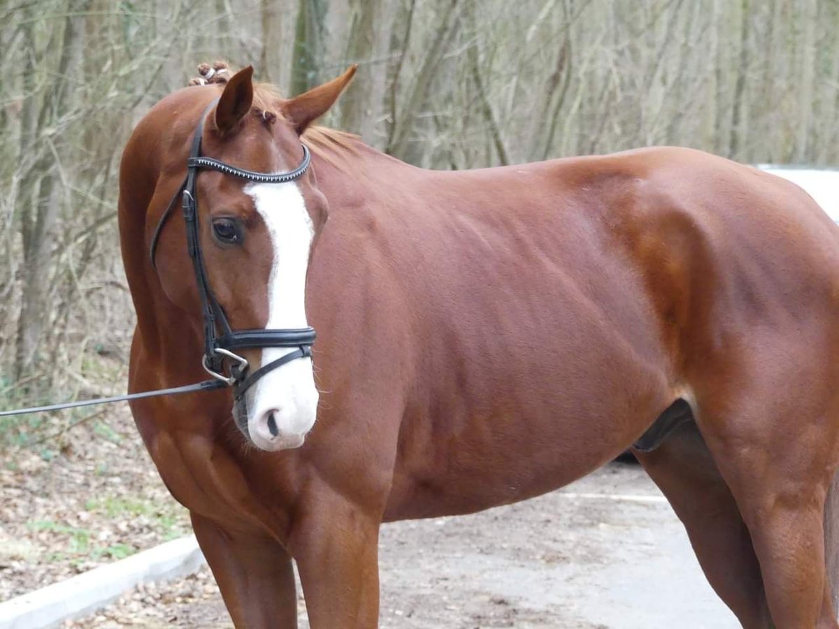 Meer volbloeden Mix Ruin 6 Jaar 176 cm Vos in Grevenbroich