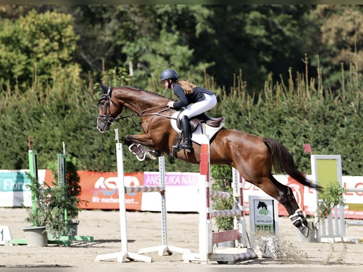 Meer warmbloeden Hengst 11 Jaar 168 cm Bruin in Pelmberg