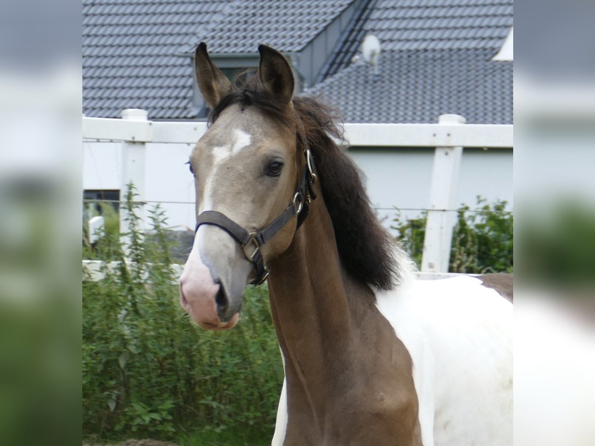 Meer warmbloeden Hengst 1 Jaar 170 cm Gevlekt-paard in Borgentreich