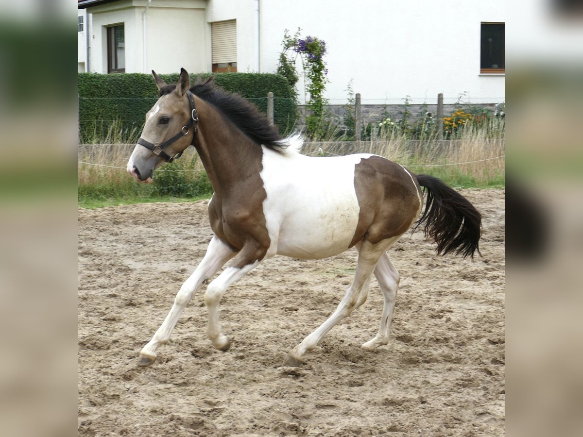 Meer warmbloeden Hengst 1 Jaar 170 cm Gevlekt-paard in Borgentreich