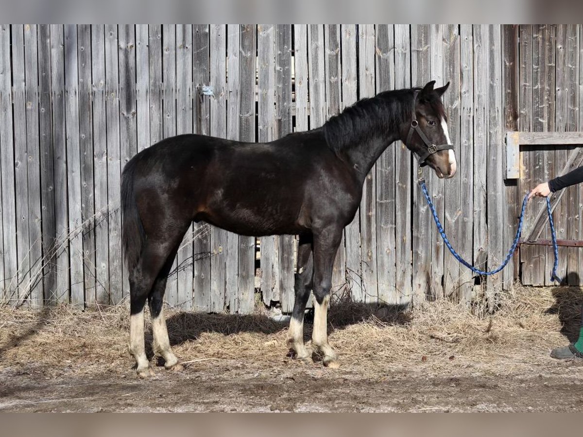 Meer warmbloeden Hengst 1 Jaar in J&#xE4;ms&#xE4;