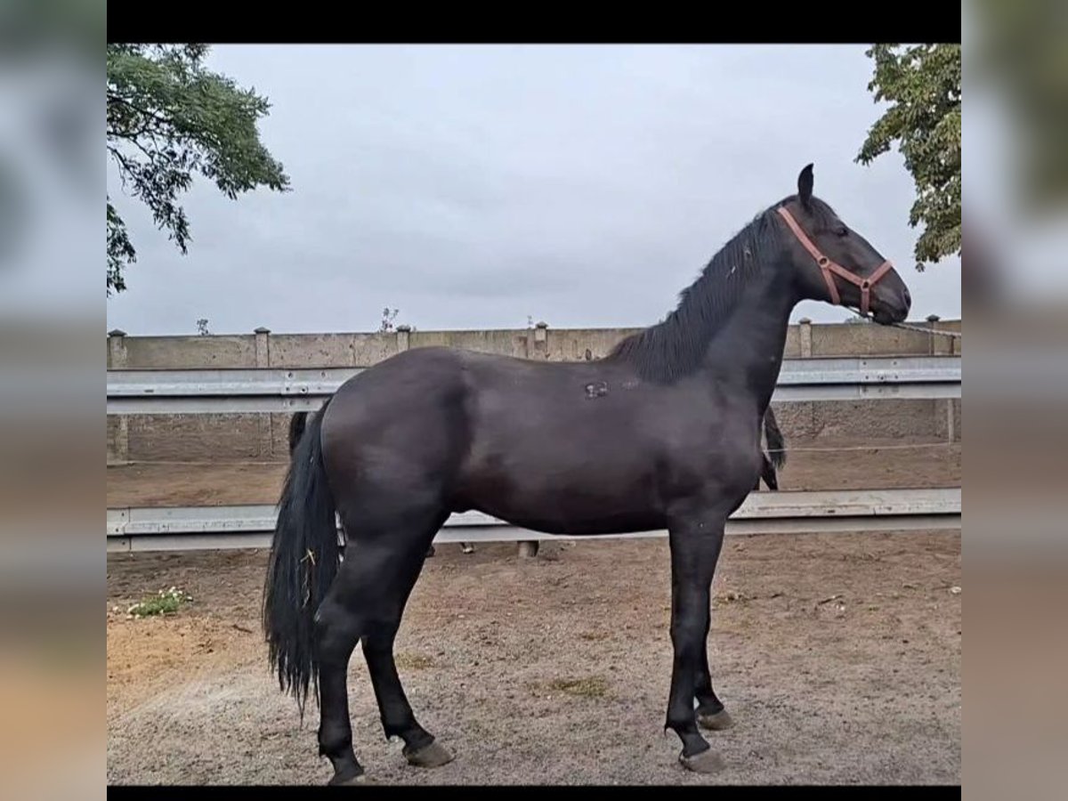 Meer warmbloeden Hengst 2 Jaar 160 cm Zwart in Polen