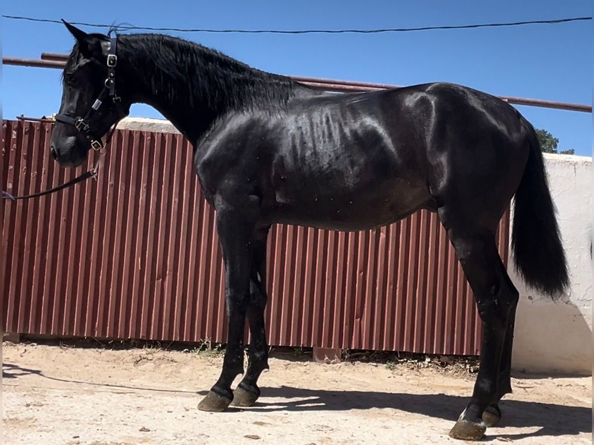 Meer warmbloeden Hengst 3 Jaar 160 cm Zwart in Cartagena