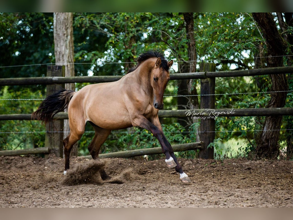 Meer warmbloeden Hengst Falbe in Beaumont pied-de-boeuf