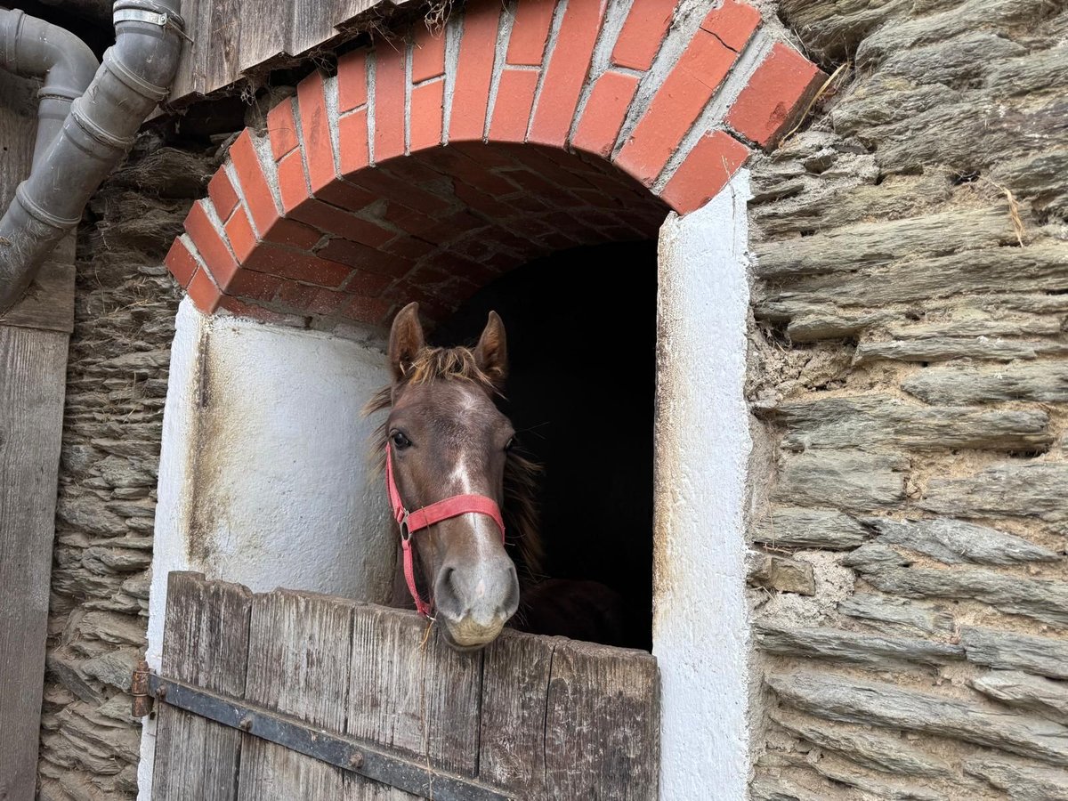 Meer warmbloeden Mix Hengst veulen (03/2024) 135 cm Schimmel in Döttesfeld