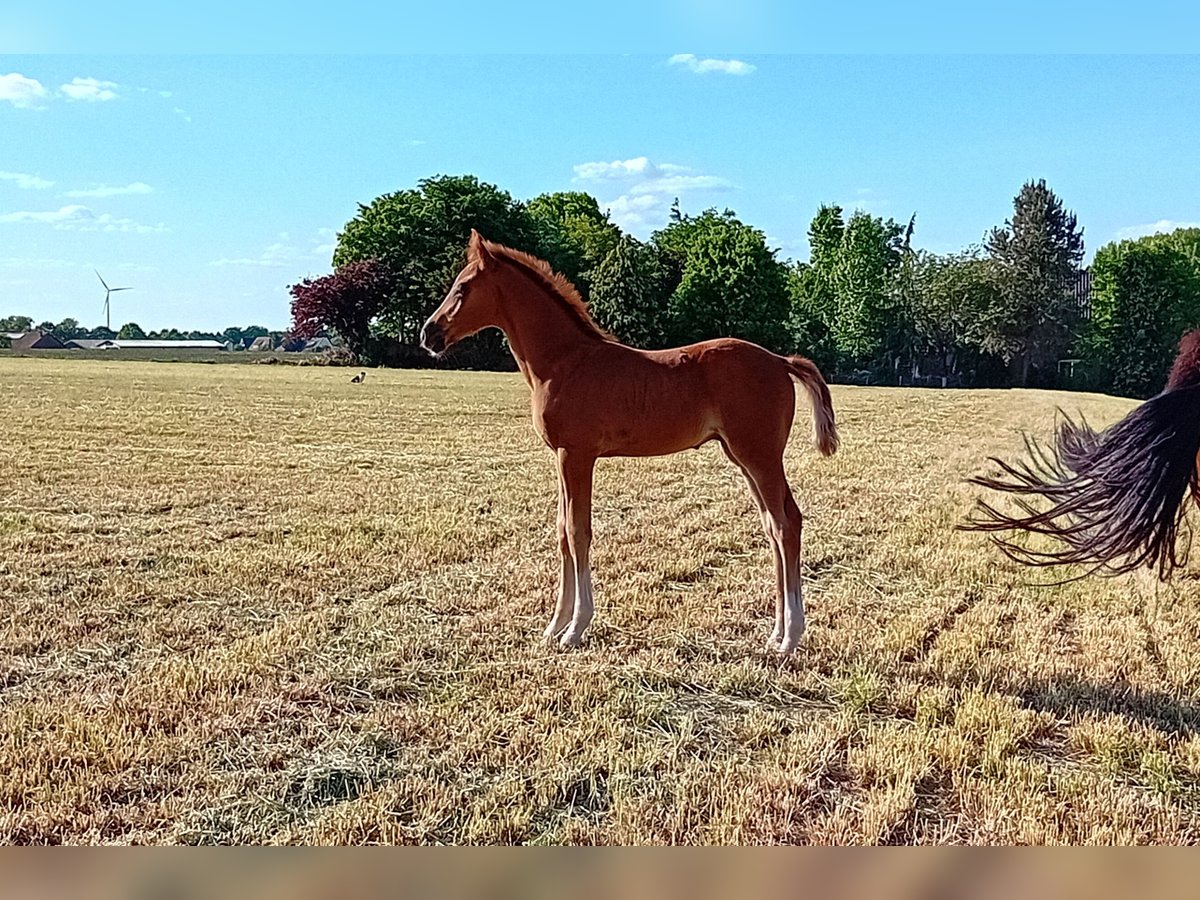 Meer warmbloeden Hengst  Donkere-vos in Mettingen