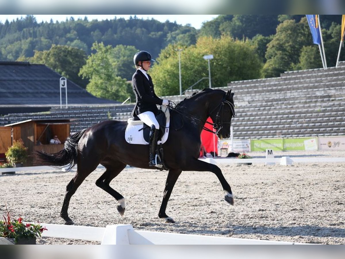 Meer warmbloeden Merrie 10 Jaar 167 cm Zwart in Heiligenberg
