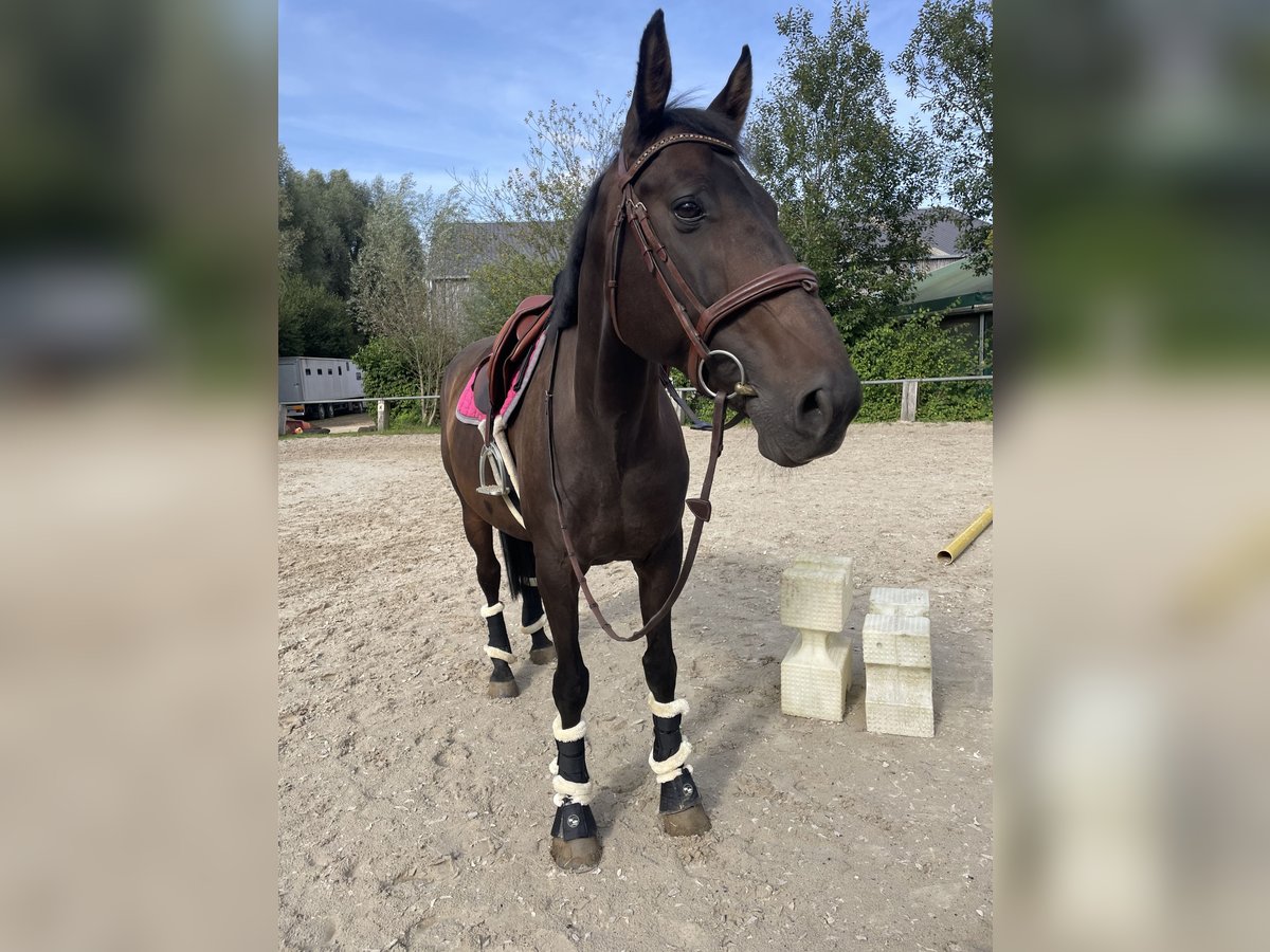 Meer warmbloeden Mix Merrie 10 Jaar 168 cm Donkerbruin in Noertzange