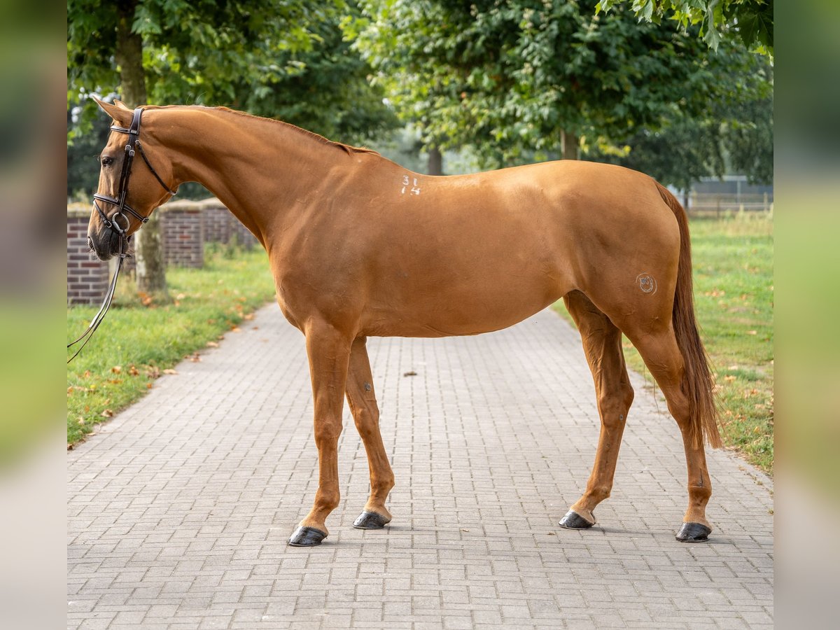 Meer warmbloeden Merrie 10 Jaar 169 cm Vos in GROTE-BROGEL