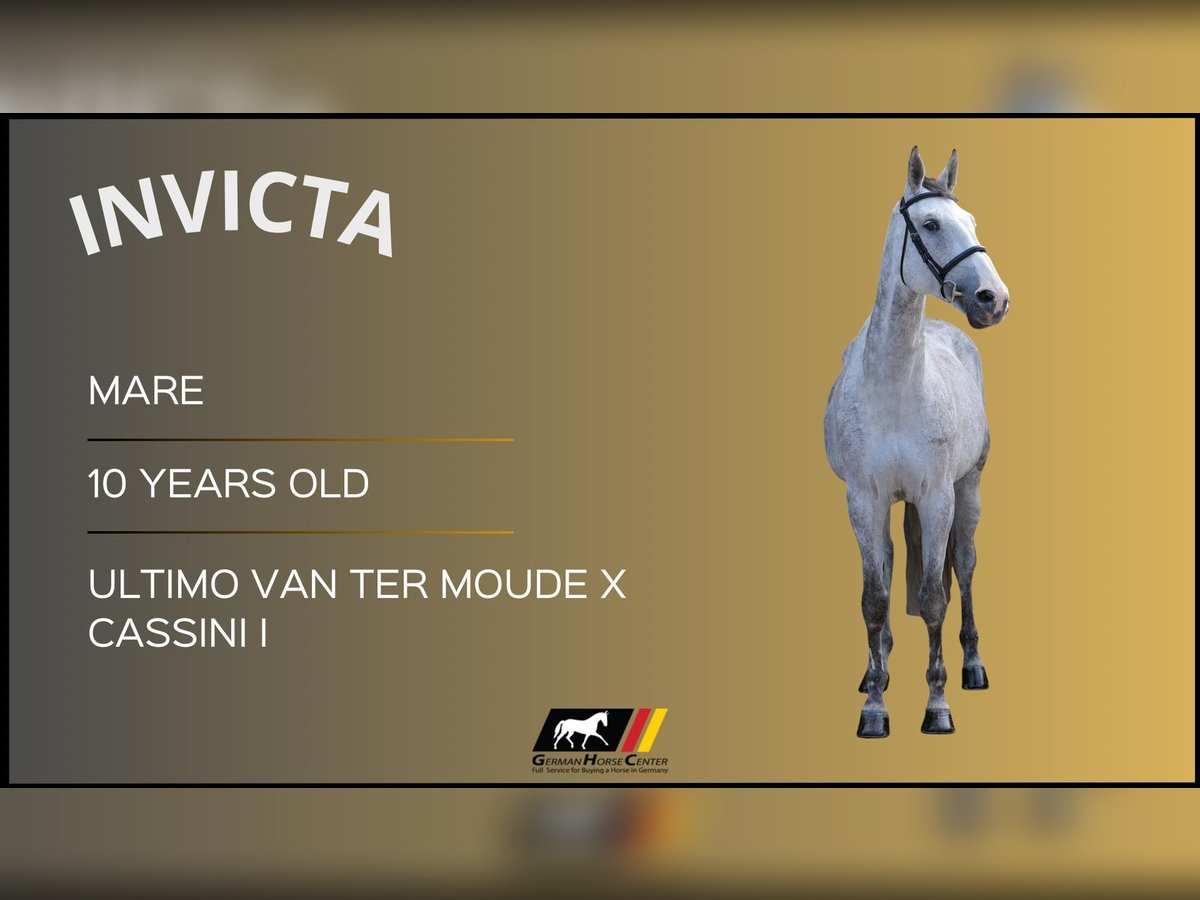 Meer warmbloeden Merrie 10 Jaar Schimmel in Z&#xFC;lpich