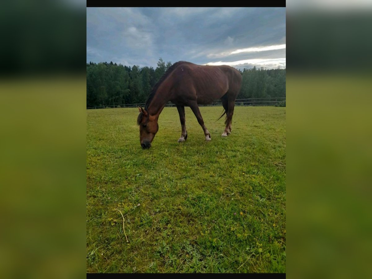 Meer warmbloeden Mix Merrie 11 Jaar 142 cm Bruin in Neureichenau