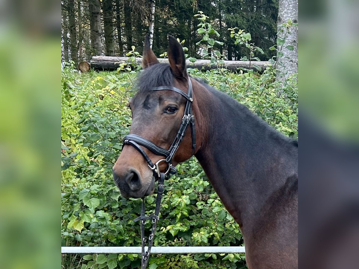 Meer warmbloeden Merrie 11 Jaar 163 cm Donkerbruin in Pelmberg