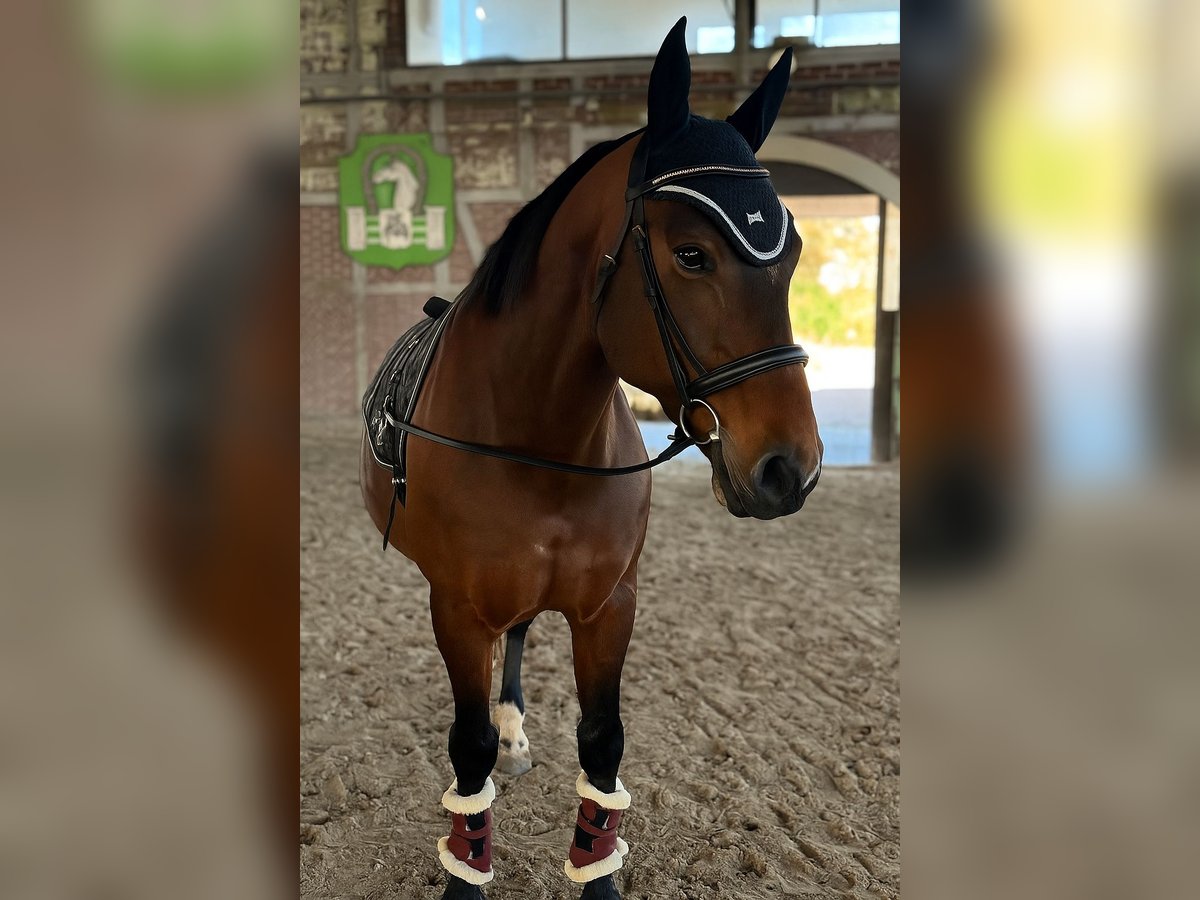 Meer warmbloeden Mix Merrie 12 Jaar 155 cm Bruin in Babenhausen
