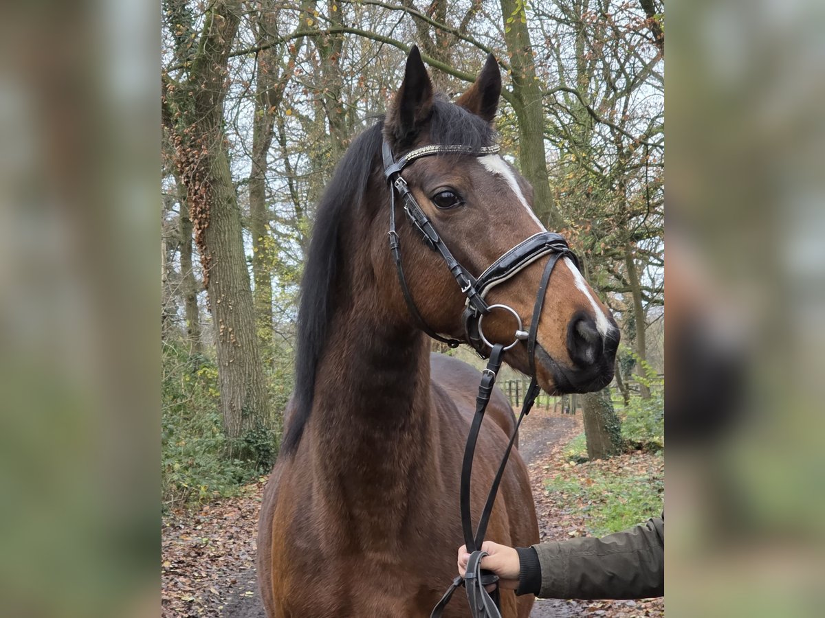 Meer warmbloeden Merrie 12 Jaar 160 cm Bruin in Wachtendonk