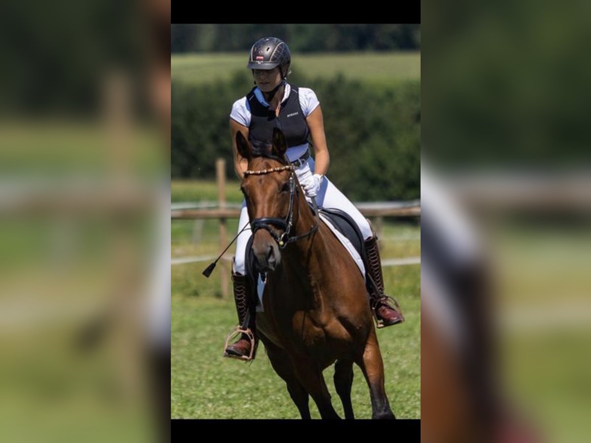 Meer warmbloeden Merrie 12 Jaar 169 cm Bruin in Adlwang