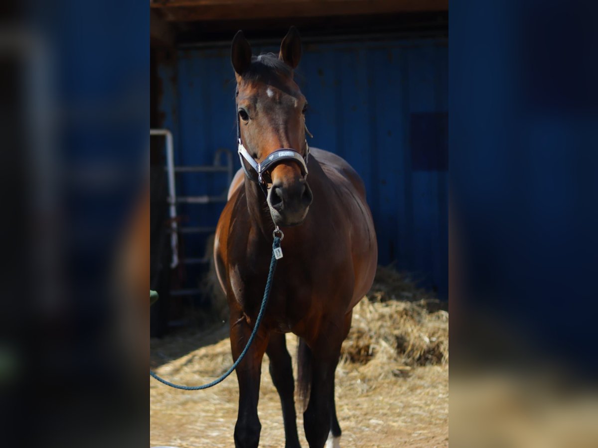 Meer warmbloeden Merrie 13 Jaar 170 cm Bruin in Sankt Margarethen im Burgenland