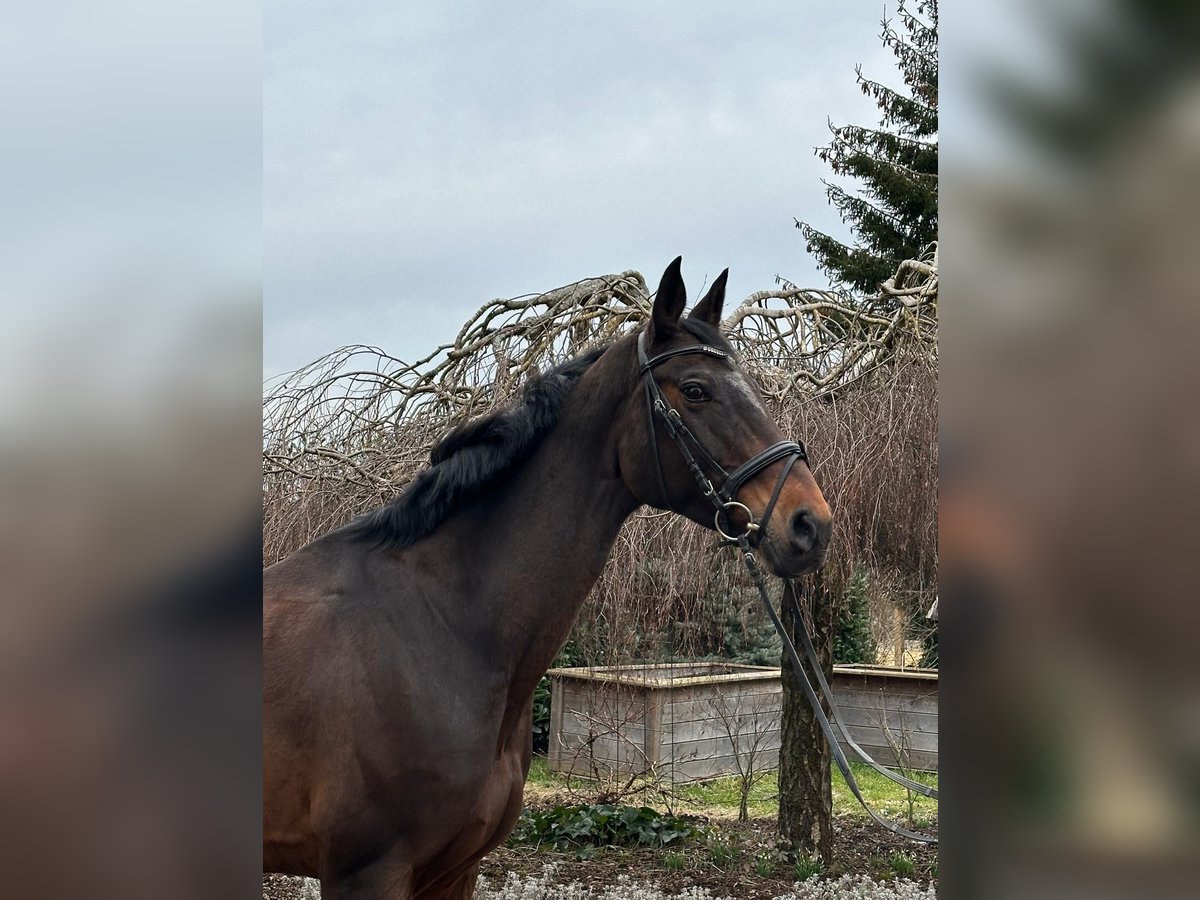 Meer warmbloeden Merrie 13 Jaar 170 cm Donkerbruin in Iggingen