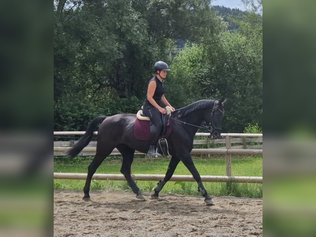 Meer warmbloeden Merrie 13 Jaar 170 cm Zwart in Gummern