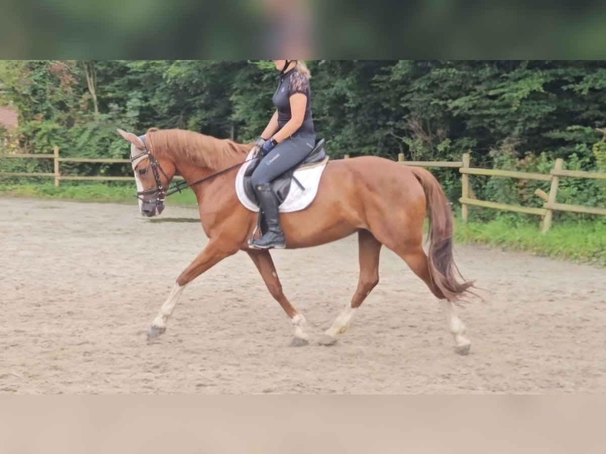 Meer warmbloeden Merrie 14 Jaar 158 cm Donkere-vos in Nettetal