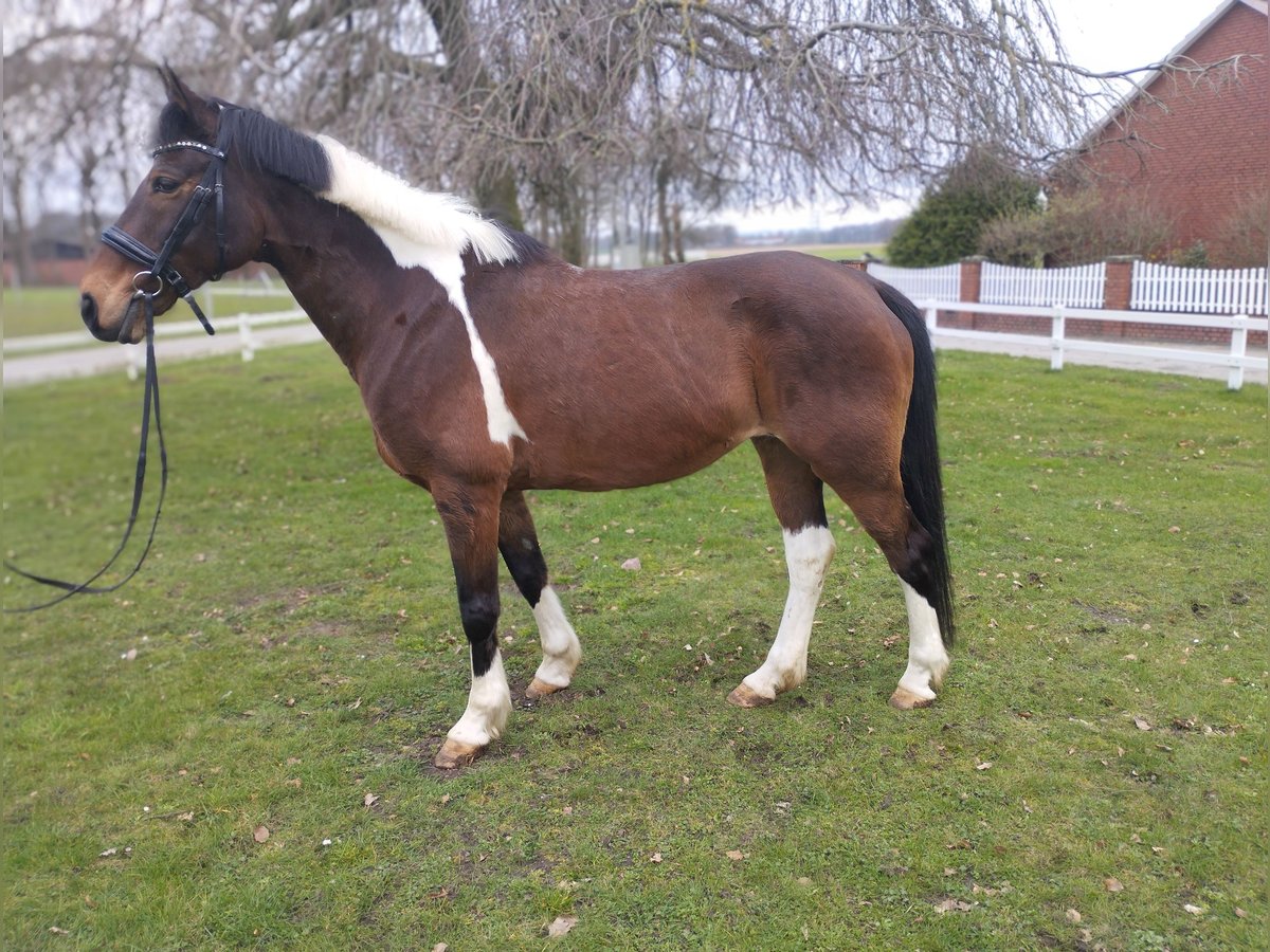 Meer warmbloeden Merrie 14 Jaar 160 cm Gevlekt-paard in Bad Laer