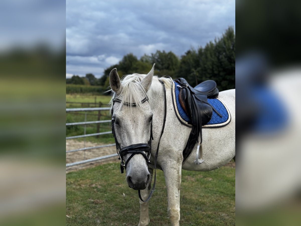 Meer warmbloeden Merrie 14 Jaar 160 cm Vliegenschimmel in Visbek