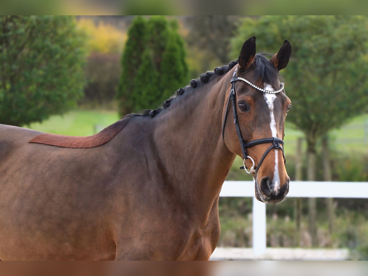 Meer warmbloeden Merrie 14 Jaar 165 cm Bruin in Schwäbisch Hall Meer warmbloeden Merrie 14 Jaar 165 cm Bruin in Schwäbisch Hall