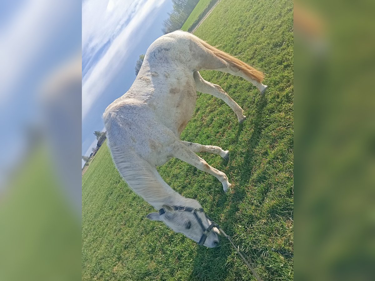 Meer warmbloeden Merrie 15 Jaar 157 cm Schimmel in Falkenstein Meer warmbloeden Merrie 15 Jaar 157 cm Schimmel in Falkenstein