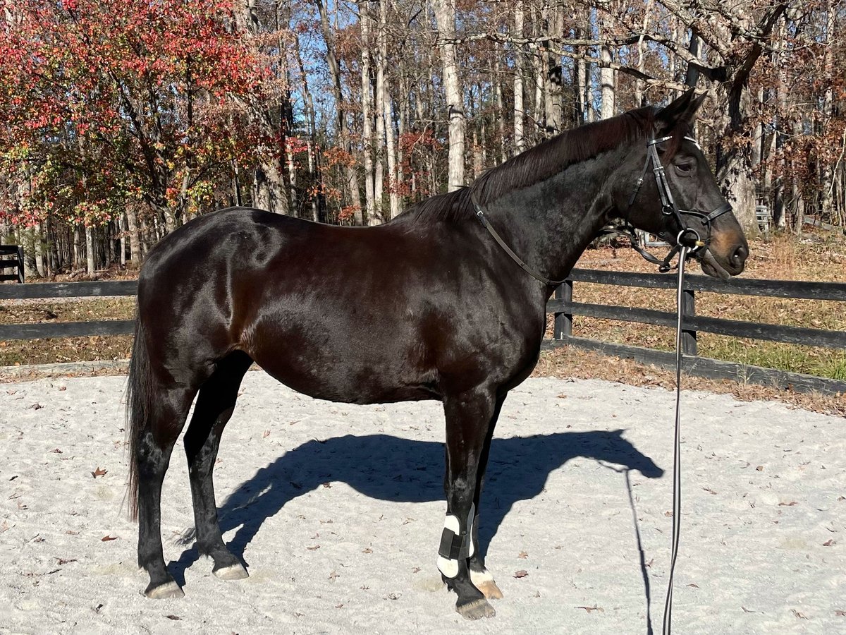 Meer warmbloeden Mix Merrie 15 Jaar 163 cm Donkerbruin in Middletown, Virginia