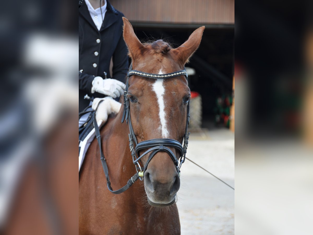 Meer warmbloeden Merrie 16 Jaar 160 cm Vos in Purgstall Meer warmbloeden Merrie 16 Jaar 160 cm Vos in Purgstall