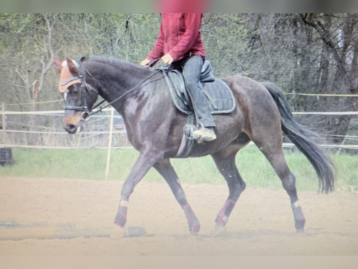 Meer warmbloeden Merrie 18 Jaar 168 cm Donkerbruin in Ludwigsau