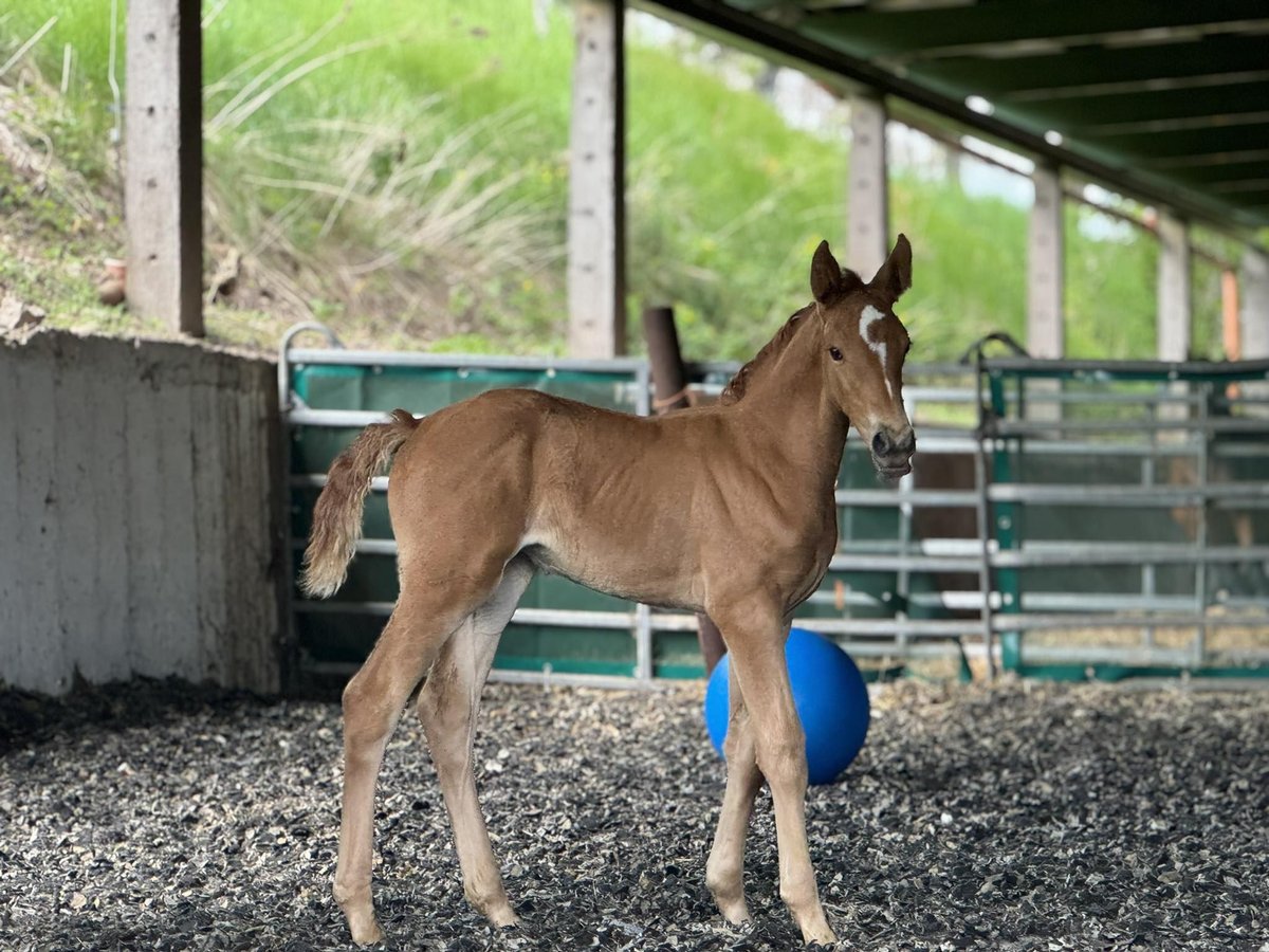 Meer warmbloeden Mix Merrie 1 Jaar 135 cm Vos in Friedrichroda