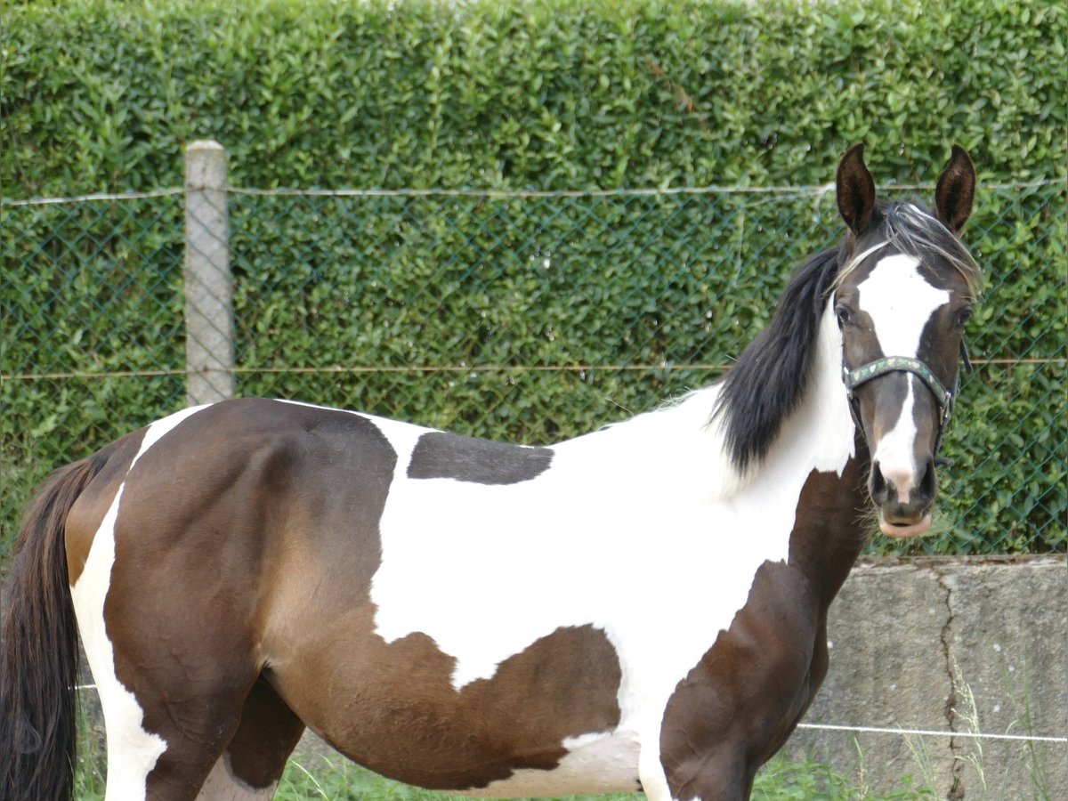 Meer warmbloeden Merrie 1 Jaar 170 cm Gevlekt-paard in Borgentreich