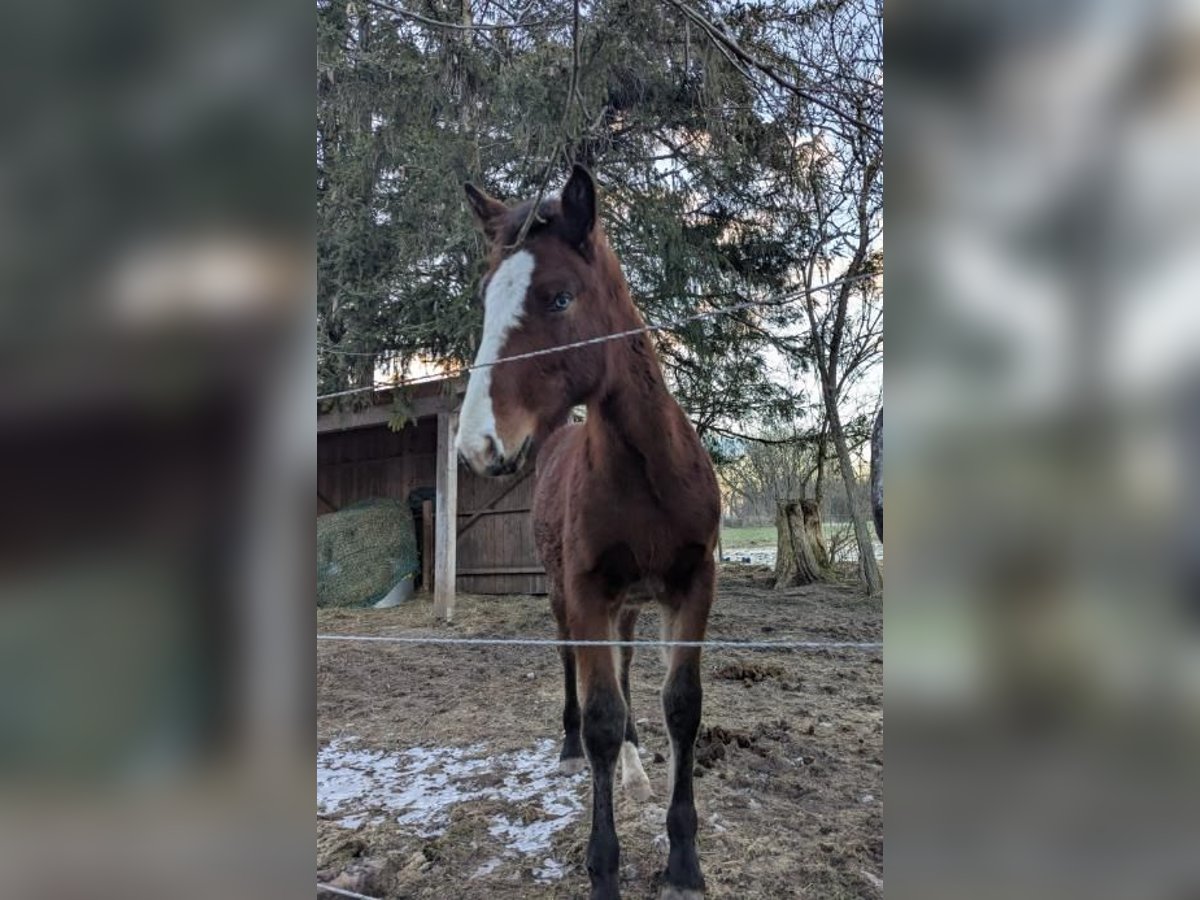 Meer warmbloeden Mix Merrie 1 Jaar Bruin in Bad Aibling