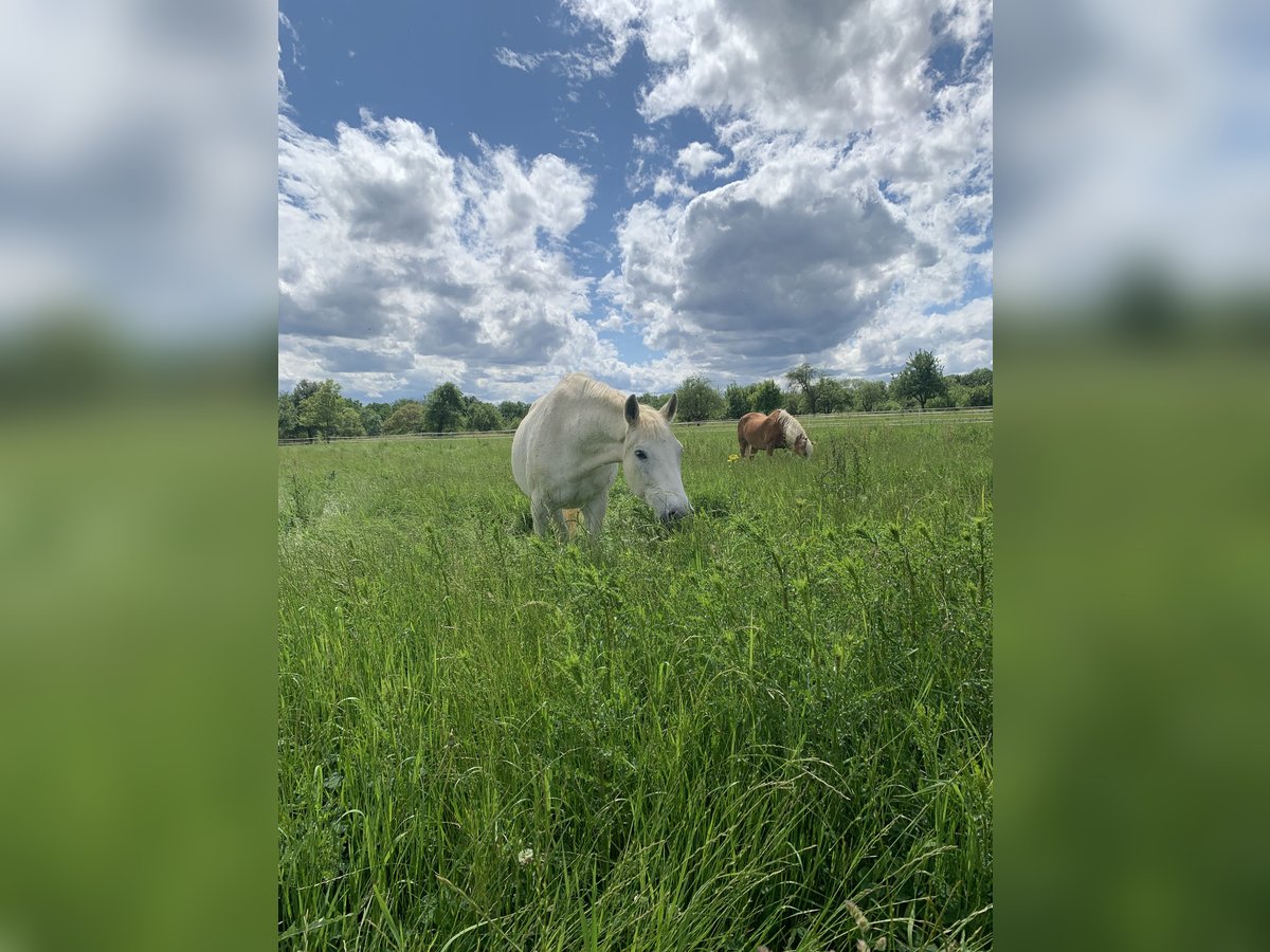 Meer warmbloeden Merrie 29 Jaar 158 cm Schimmel in Aichtal