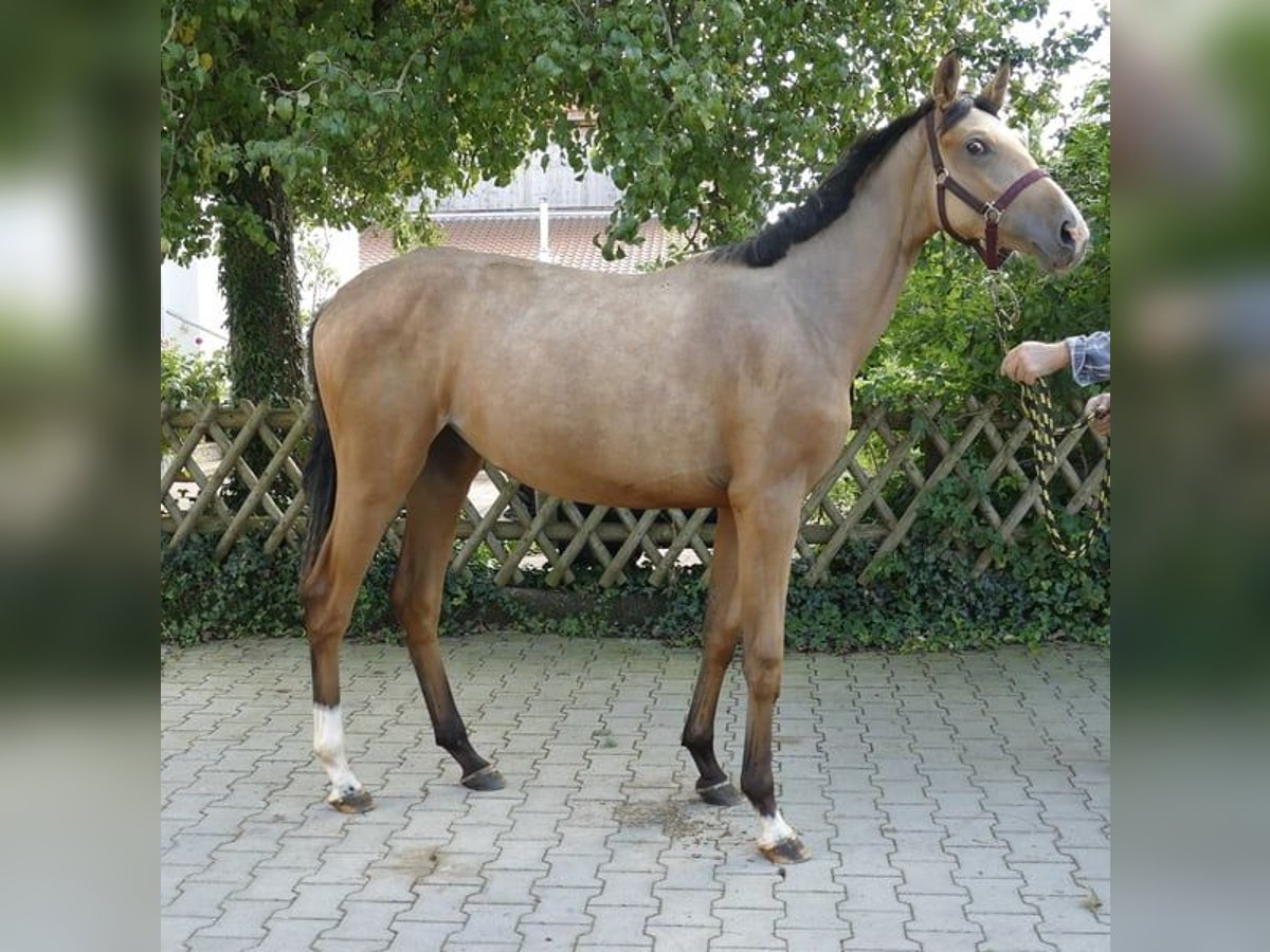 Meer warmbloeden Merrie 2 Jaar 170 cm Buckskin in Borgentreich