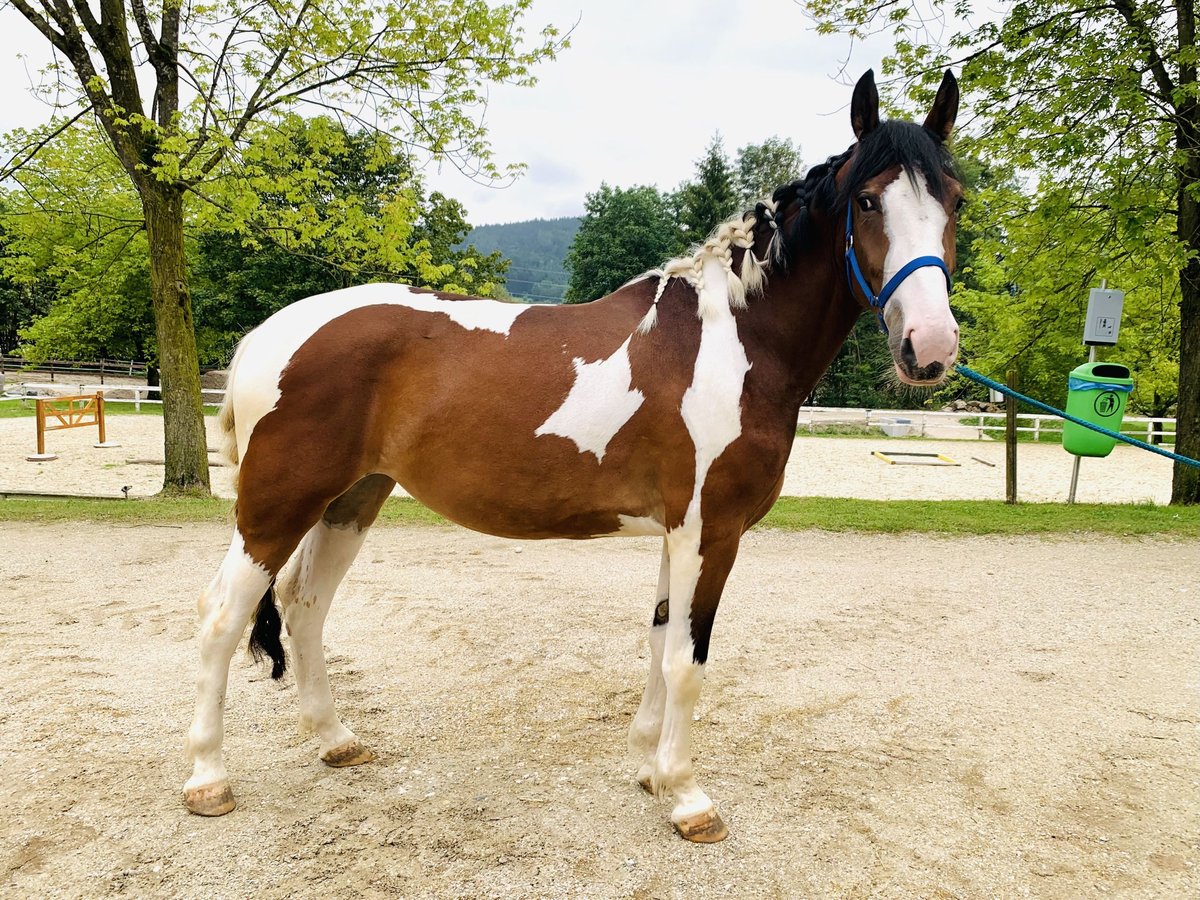 Meer warmbloeden Mix Merrie 3 Jaar 157 cm Gevlekt-paard in Ampflwang