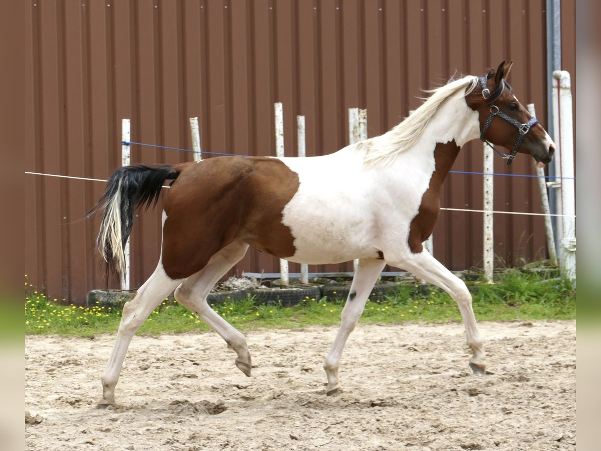 Meer warmbloeden Merrie 3 Jaar 168 cm Gevlekt-paard in Borgentreich