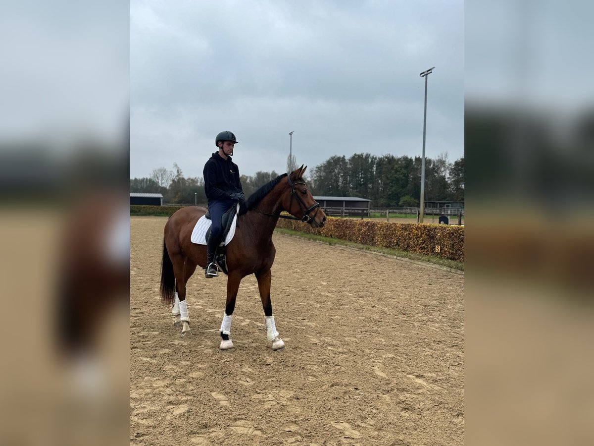 Meer warmbloeden Merrie 3 Jaar 170 cm Bruin in Willich