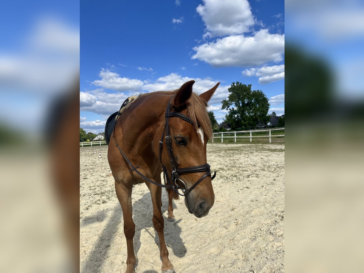 Meer warmbloeden Mix Merrie 4 Jaar 153 cm Vos in Xanten