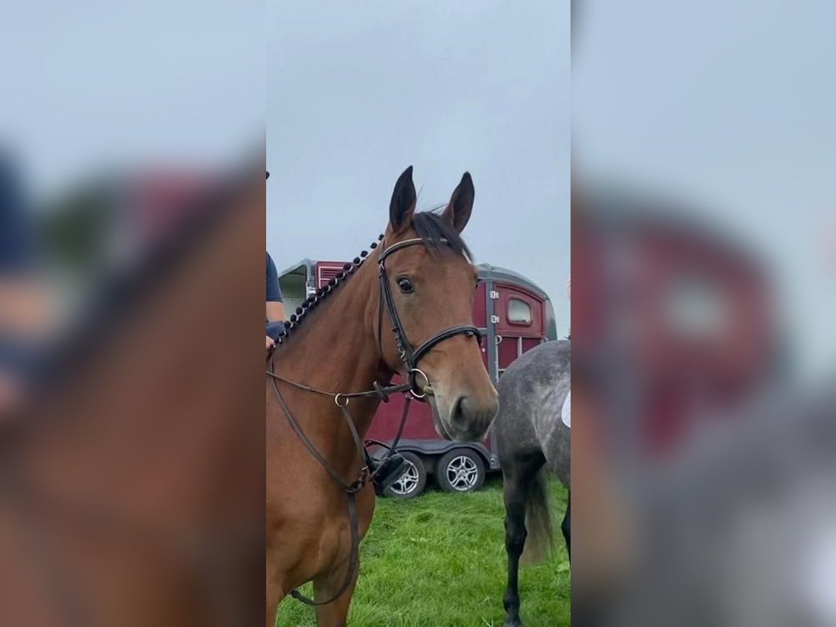 Meer warmbloeden Merrie 4 Jaar 160 cm Roodbruin in Waterford