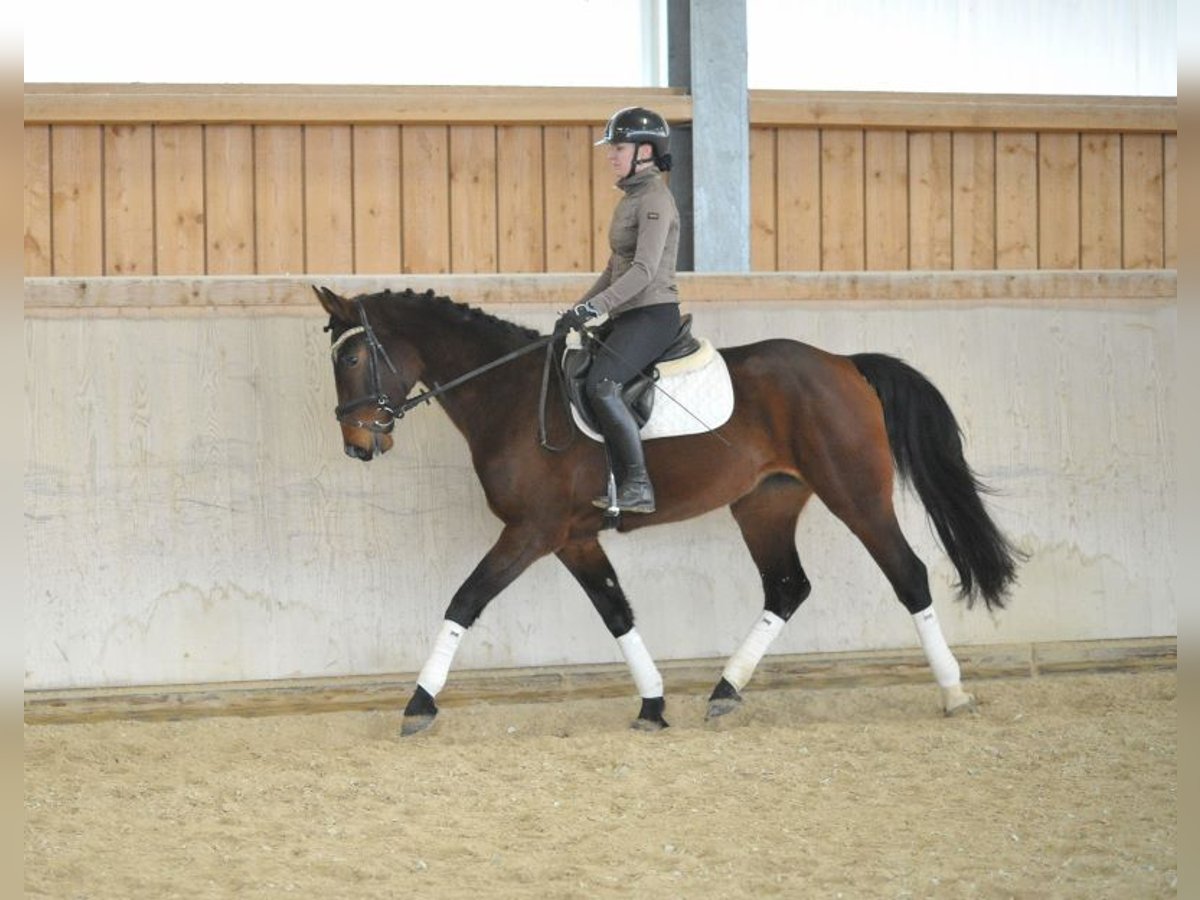 Meer warmbloeden Merrie 4 Jaar 167 cm Bruin in Wellheim