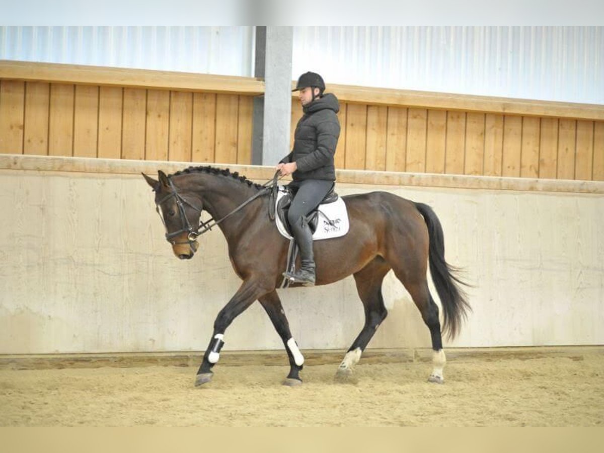 Meer warmbloeden Merrie 4 Jaar 168 cm Donkerbruin in Wellheim