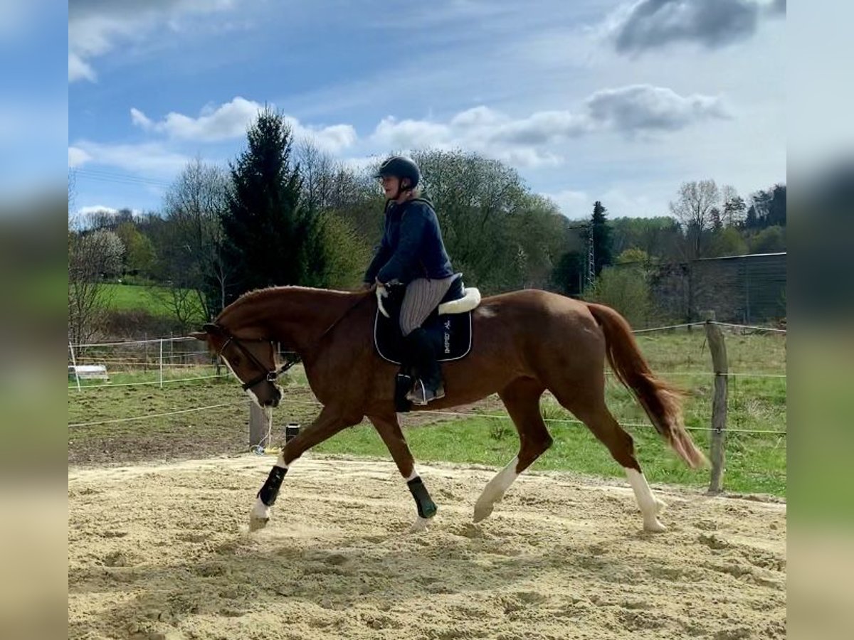 Meer warmbloeden Merrie 4 Jaar 177 cm Vos in WipperfürthWipperfürth