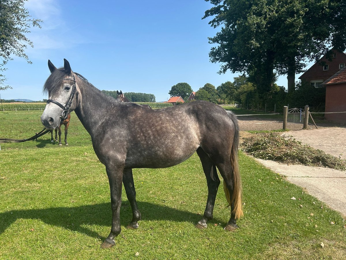 Meer warmbloeden Merrie 5 Jaar 158 cm Blauwschimmel in Bad Laer
