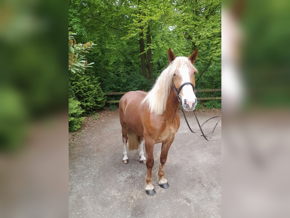 Meer warmbloeden Mix Merrie 5 Jaar 162 cm Vos in Braunschweig