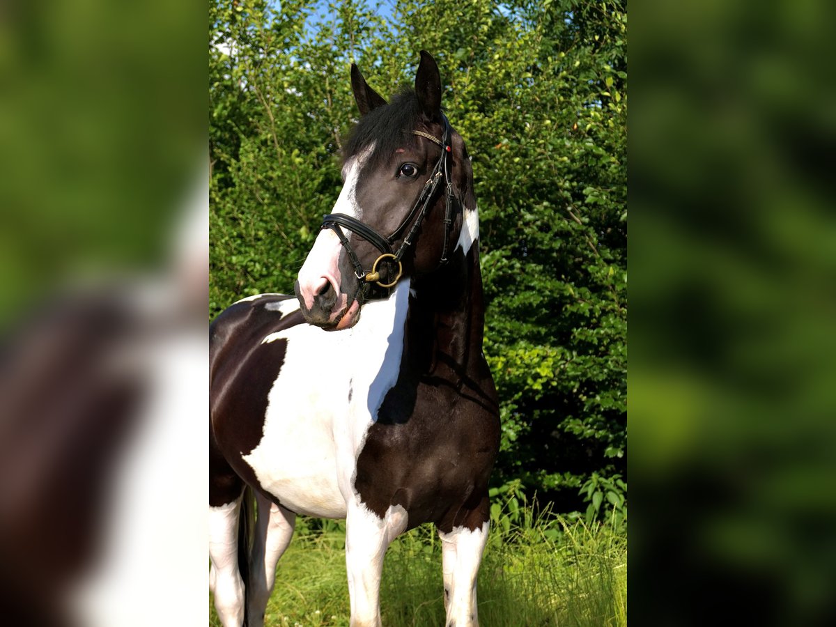 Meer warmbloeden Merrie 5 Jaar 166 cm Gevlekt-paard in Hainsfarth